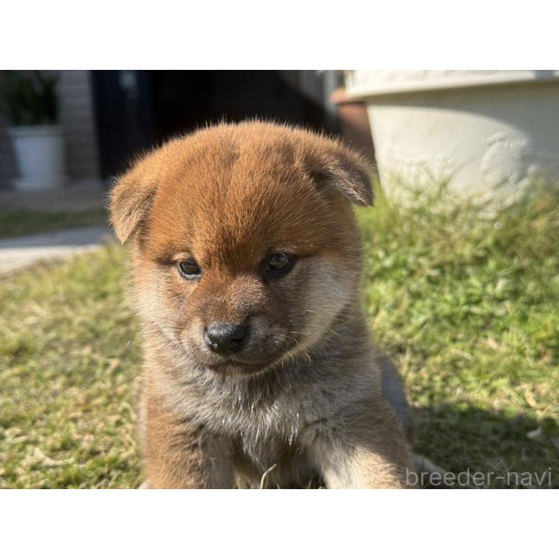 販売中の岡山県の柴犬-426864の3枚目