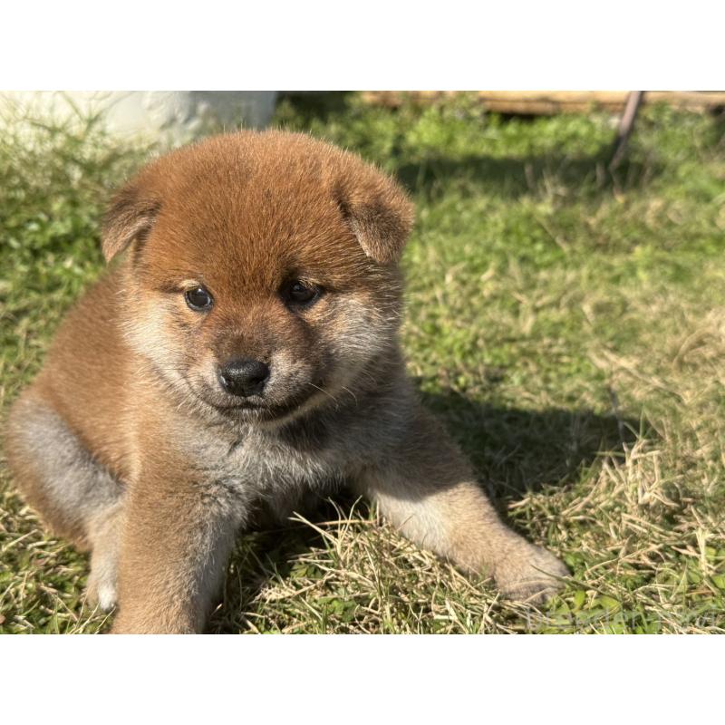 販売中の岡山県の柴犬-426864の2枚目