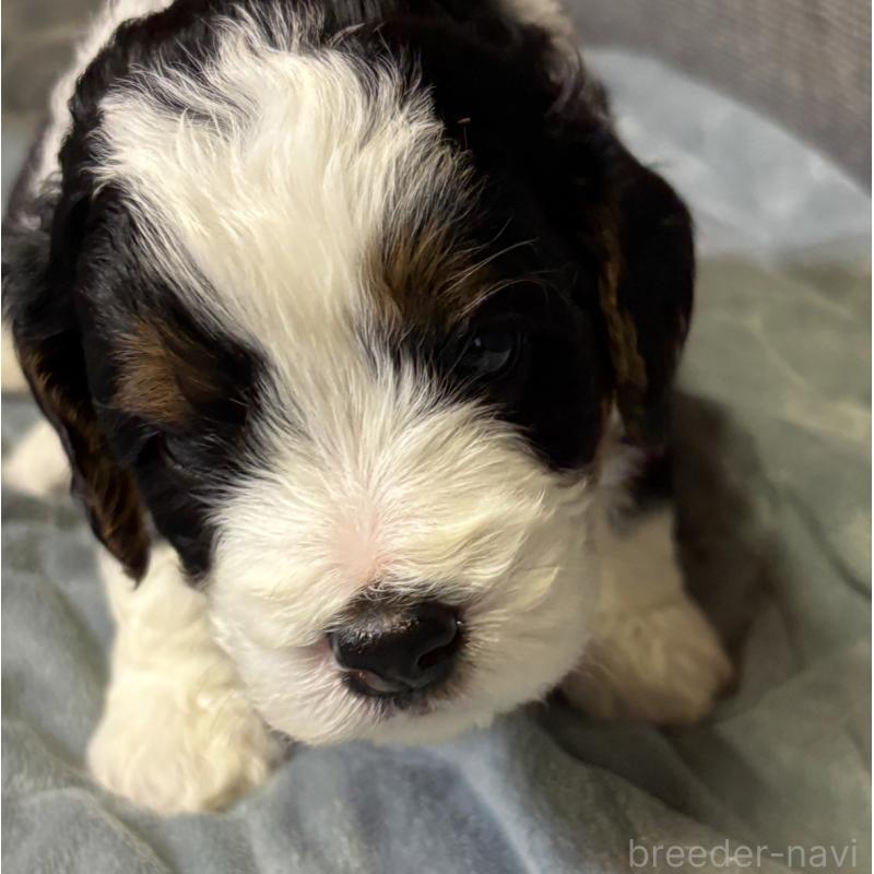 販売中の熊本県のバーニードゥードル:バーニーズ×スタンダードプードル-426872の4枚目