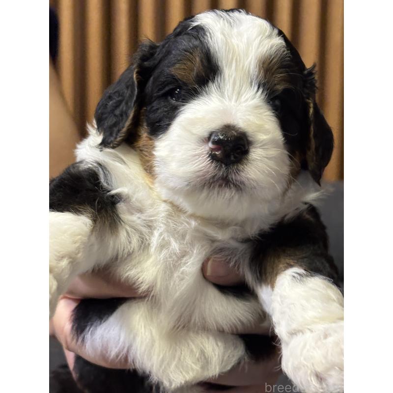 販売中の熊本県のバーニードゥードル:バーニーズ×スタンダードプードル-426872の3枚目