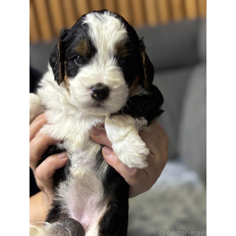 販売中の熊本県のバーニードゥードル:バーニーズ×スタンダードプードル-426872の2枚目