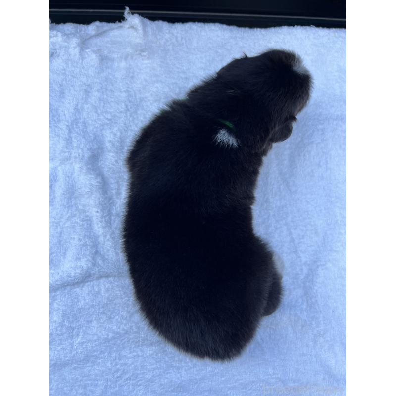 販売中の山梨県のオーストラリアンシェパード-423324の10枚目