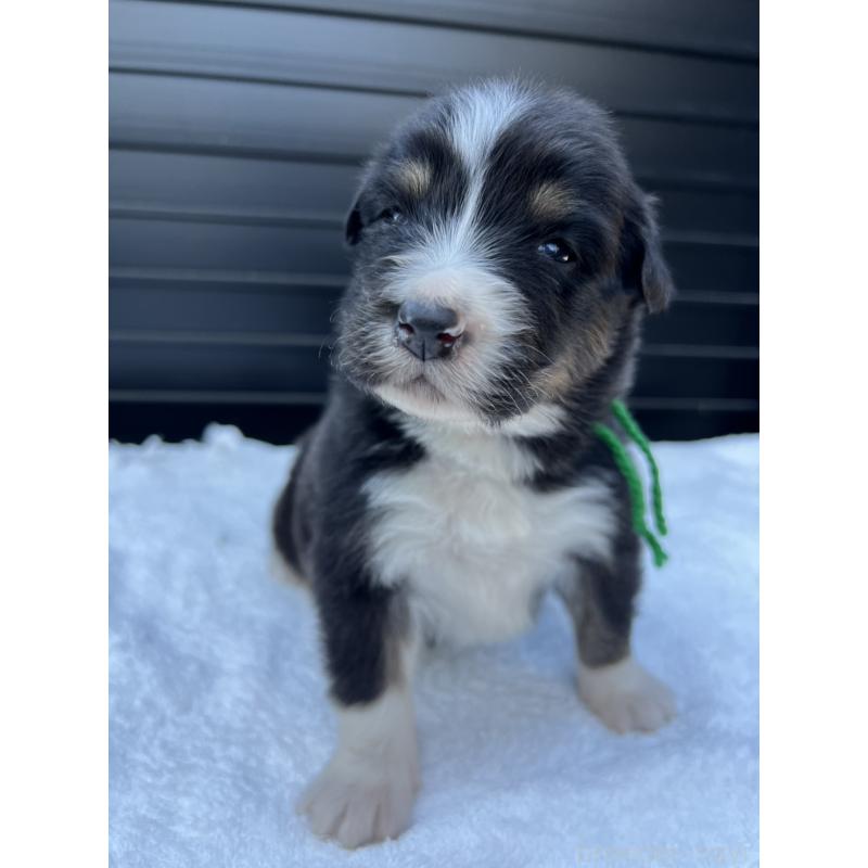 販売中の山梨県のオーストラリアンシェパード-423324