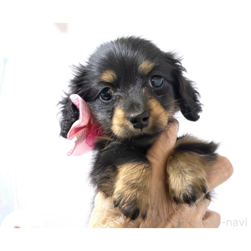 販売中の愛知県のミニチュアダックスフンド(ロングヘアード)-426866の6枚目