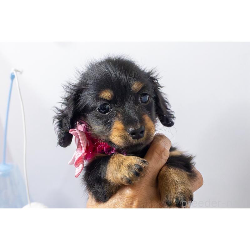 販売中の愛知県のミニチュアダックスフンド(ロングヘアード)-426866の5枚目