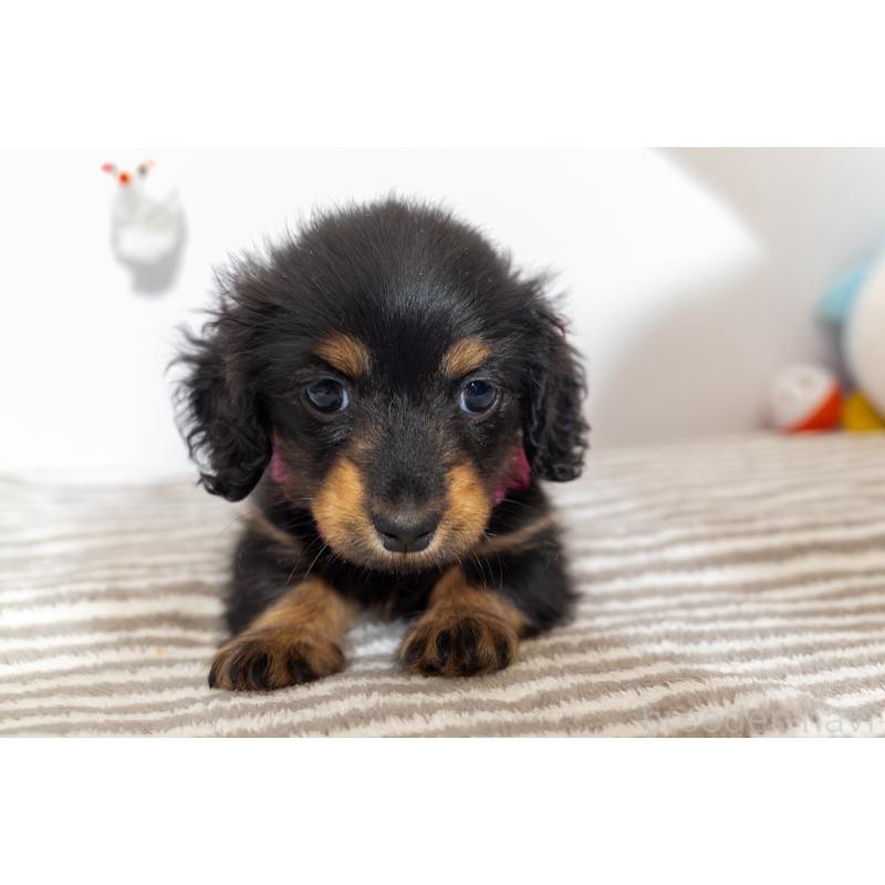 販売中の愛知県のミニチュアダックスフンド(ロングヘアード)-426866の4枚目