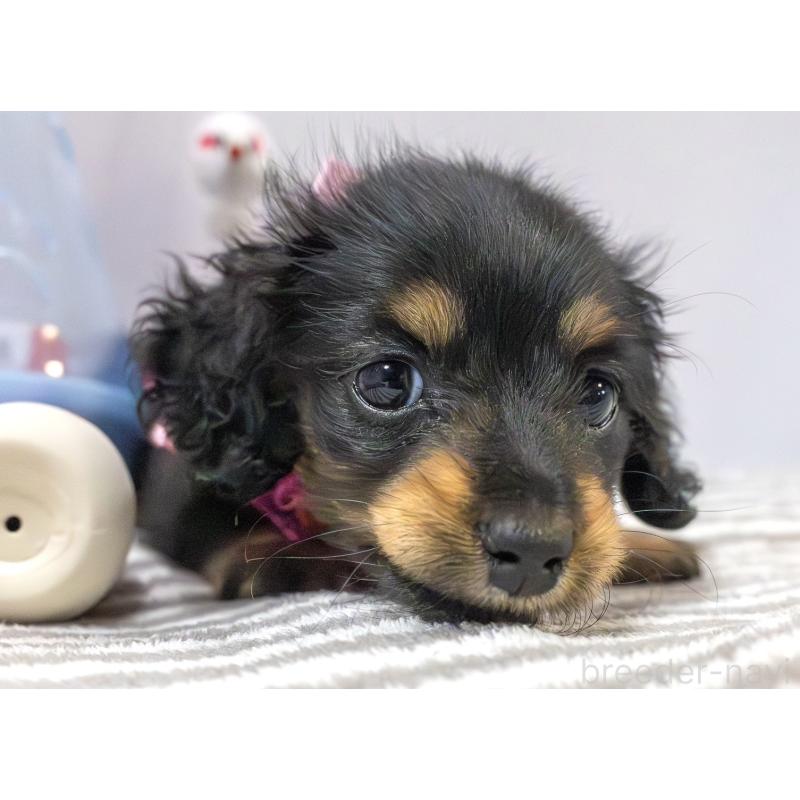 販売中の愛知県のミニチュアダックスフンド(ロングヘアード)-426866の1枚目