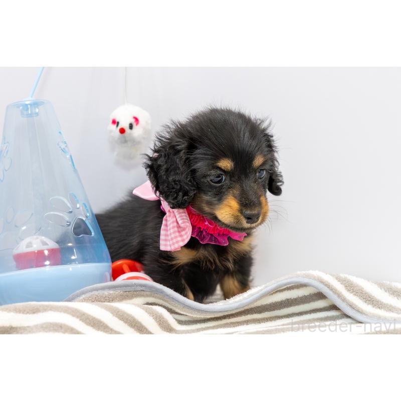 販売中の愛知県のミニチュアダックスフンド(ロングヘアード)-426866の3枚目