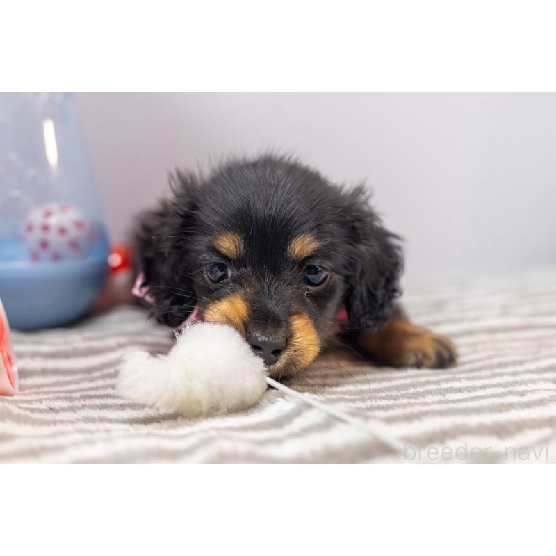 販売中の愛知県のミニチュアダックスフンド(ロングヘアード)-426866の2枚目