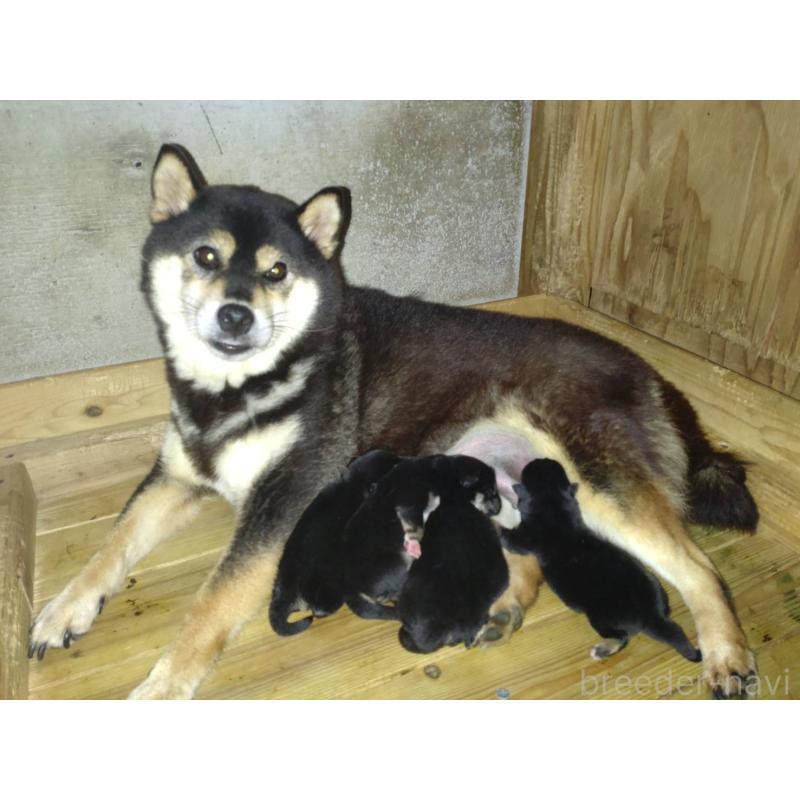 販売中の鹿児島県の柴犬-426869の1枚目