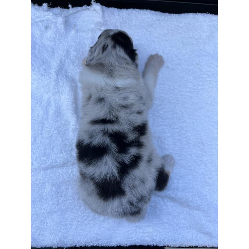 販売中の山梨県のオーストラリアンシェパード-423317の7枚目