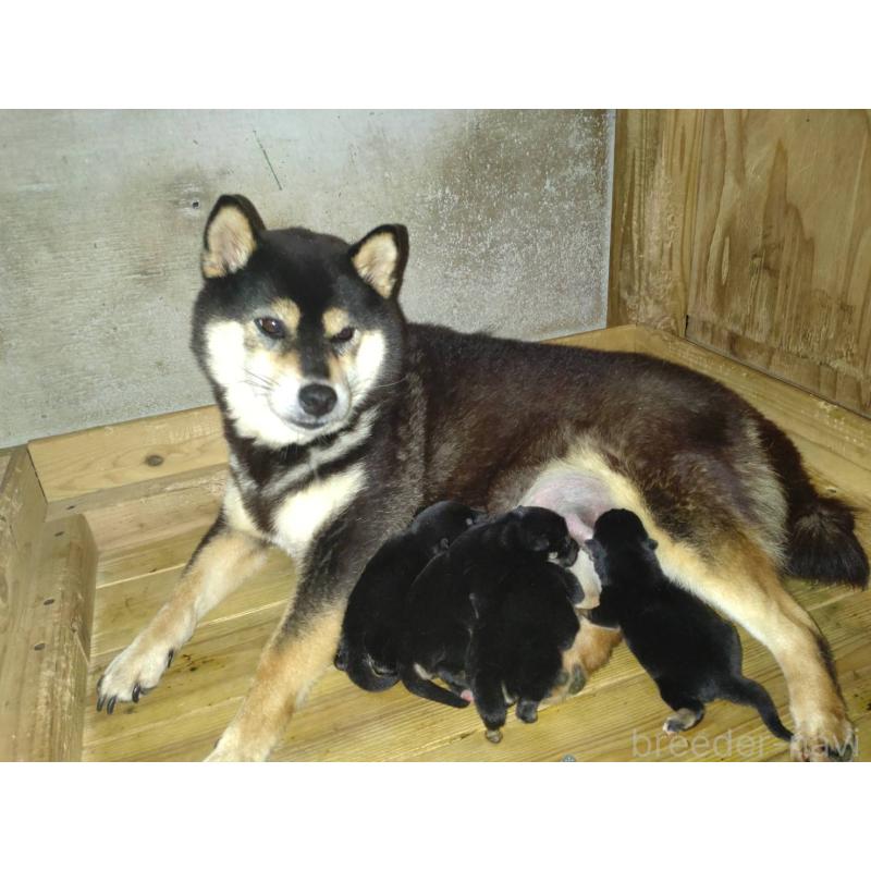 販売中の鹿児島県の柴犬-426871の2枚目