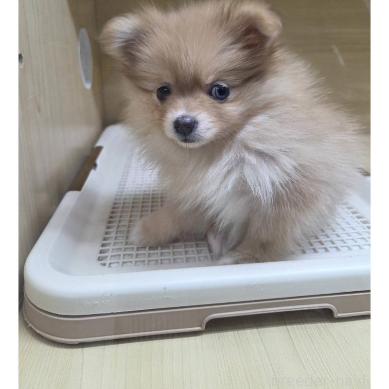 販売中の東京都のポメラニアン-421027の3枚目