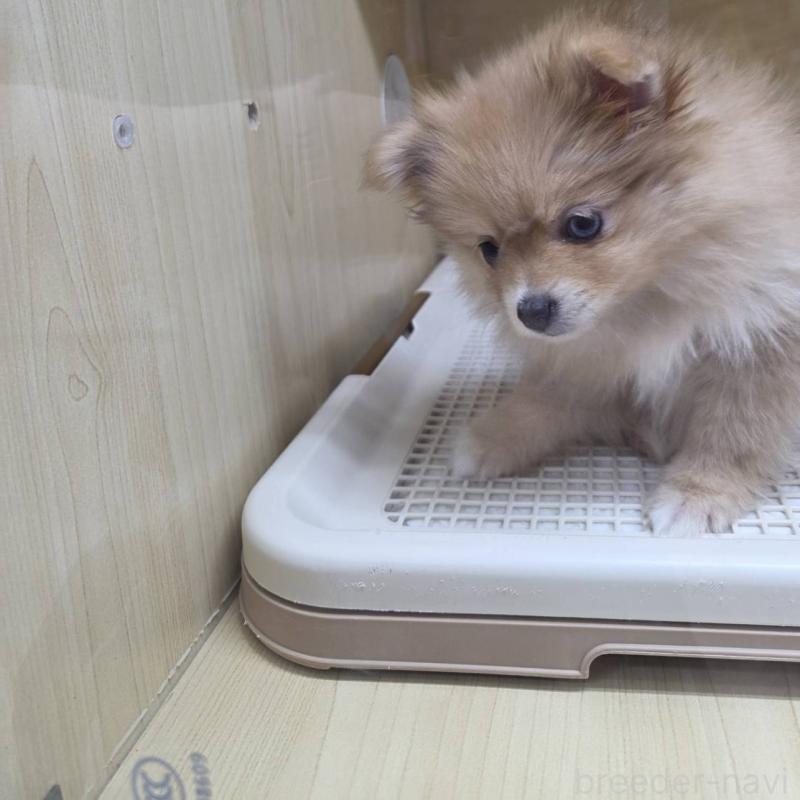 販売中の東京都のポメラニアン-421027の2枚目