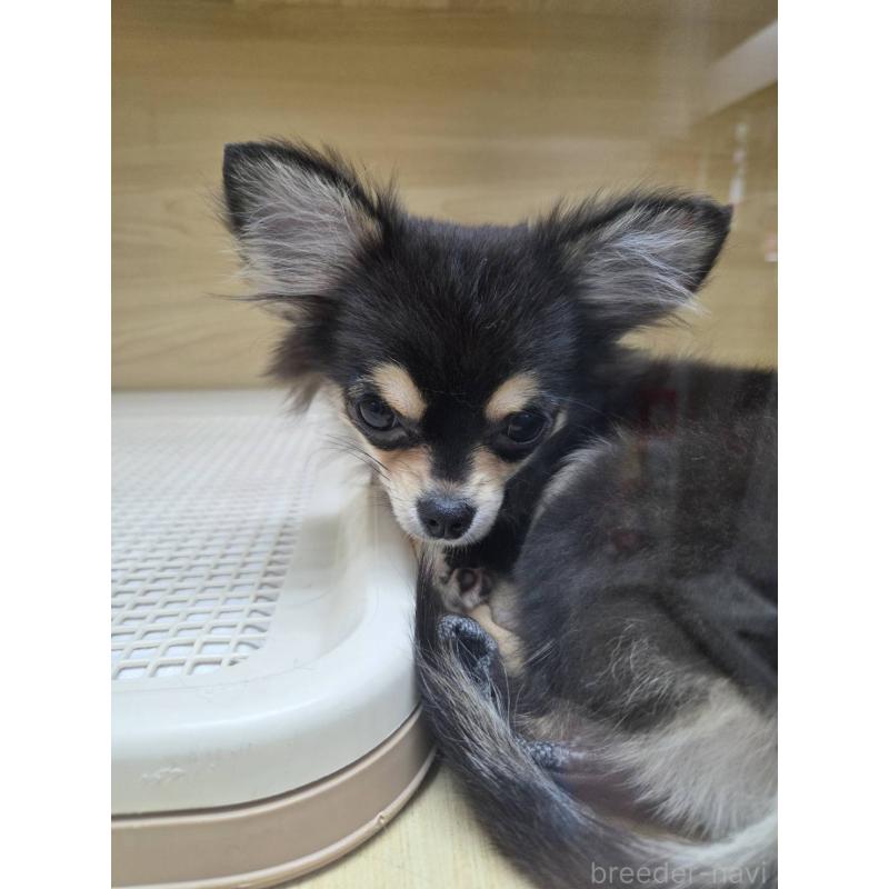 販売中の東京都のチワワ(ロングコート)-409399の3枚目