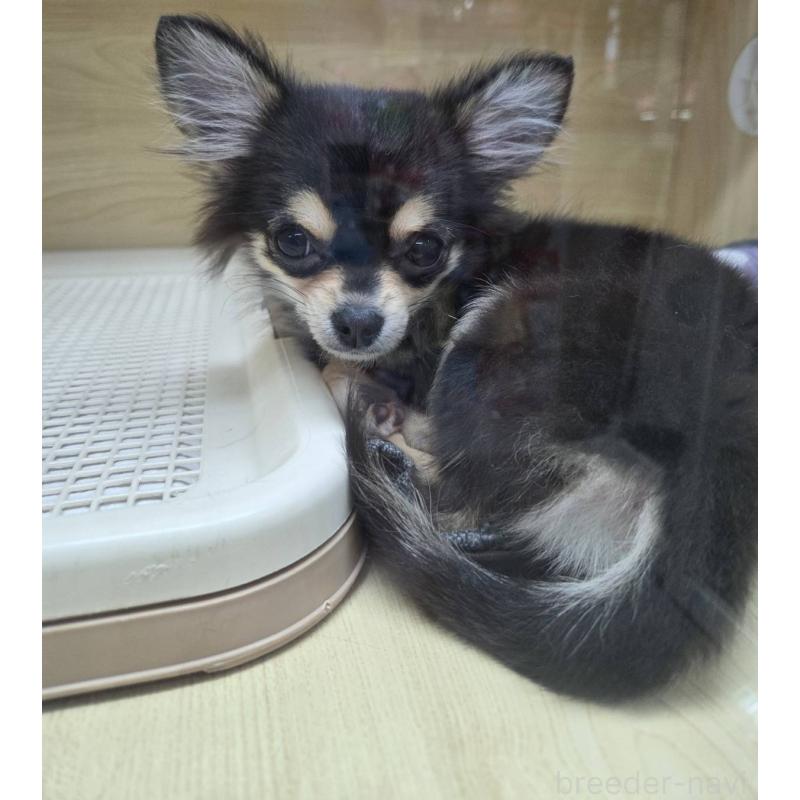 販売中の東京都のチワワ(ロングコート)-409399の2枚目