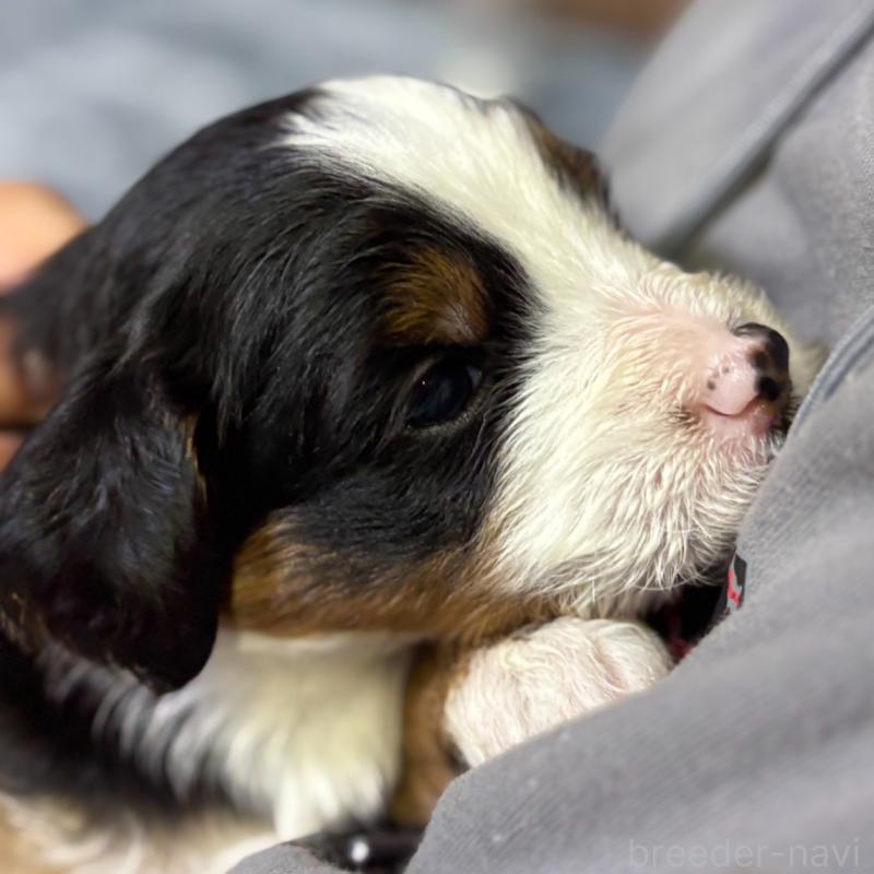 販売中の熊本県のバーニードゥードル:バーニーズ×スタンダードプードル-426873の2枚目