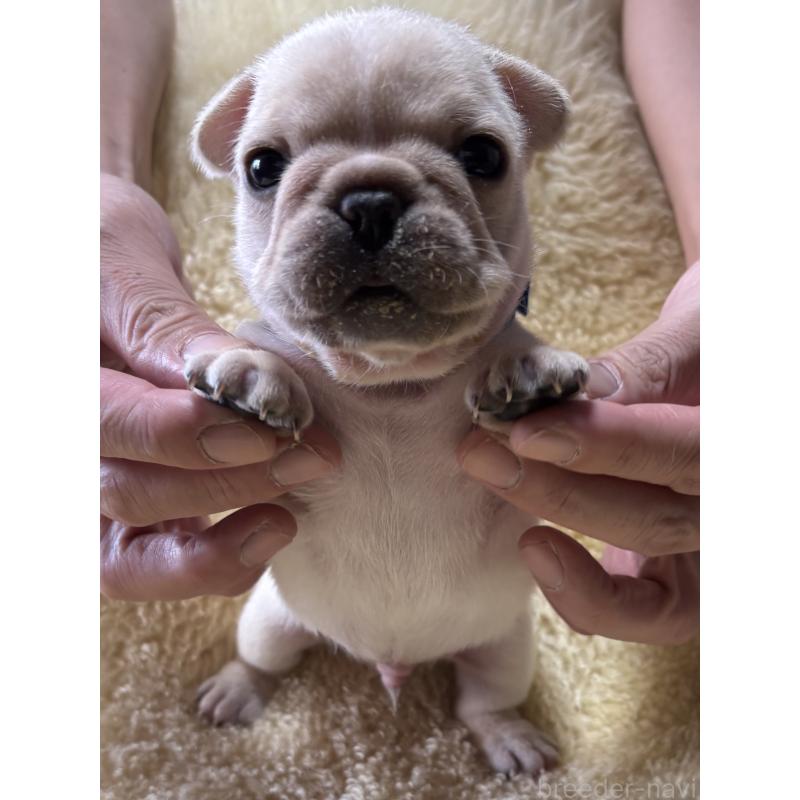 販売中の和歌山県のフレンチブルドッグ-426874の8枚目