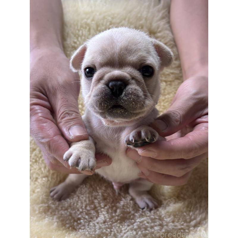 販売中の和歌山県のフレンチブルドッグ-426874の7枚目