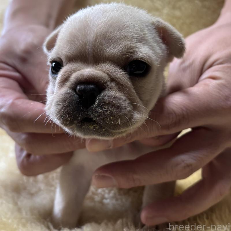 販売中の和歌山県のフレンチブルドッグ-426874の6枚目