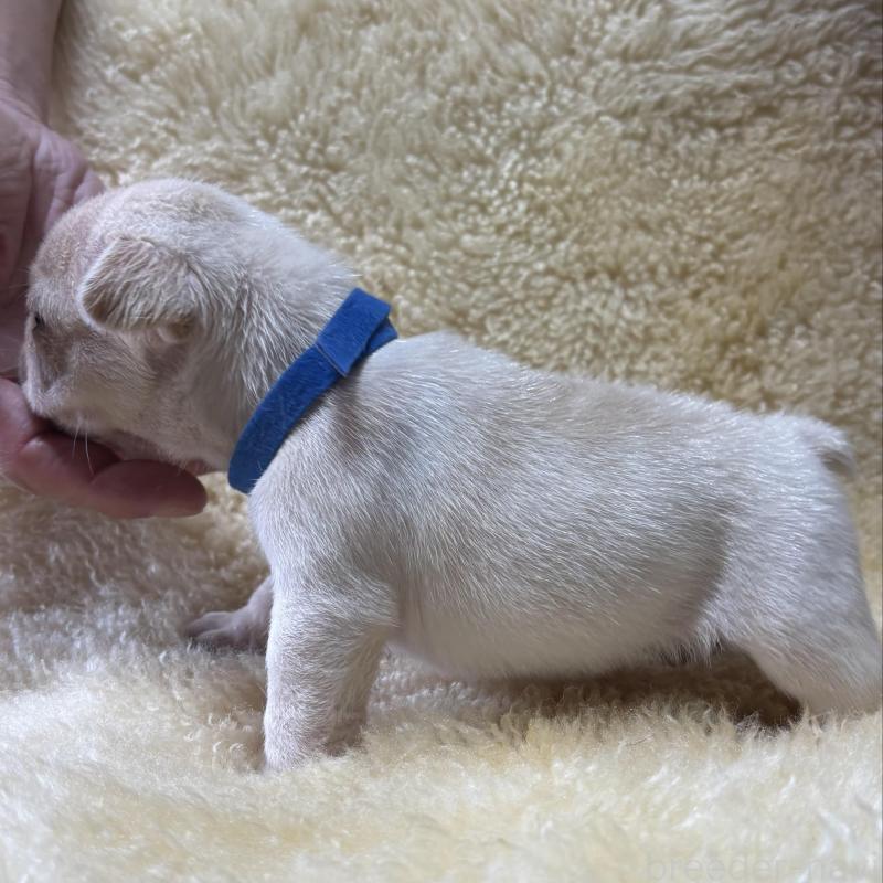 販売中の和歌山県のフレンチブルドッグ-426874の5枚目