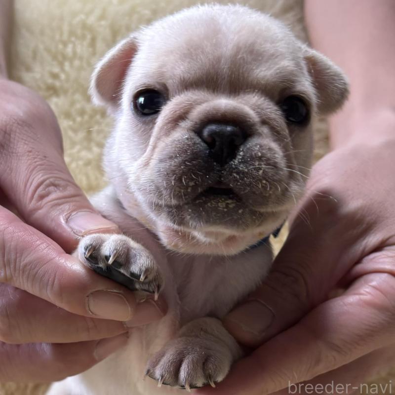 販売中の和歌山県のフレンチブルドッグ-426874の1枚目