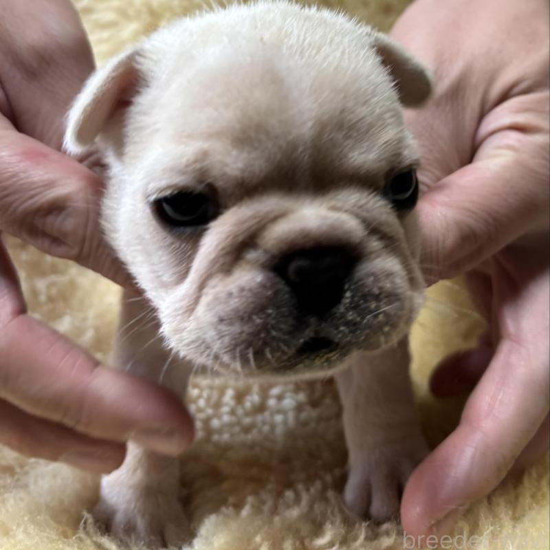 販売中の和歌山県のフレンチブルドッグ-426874の4枚目