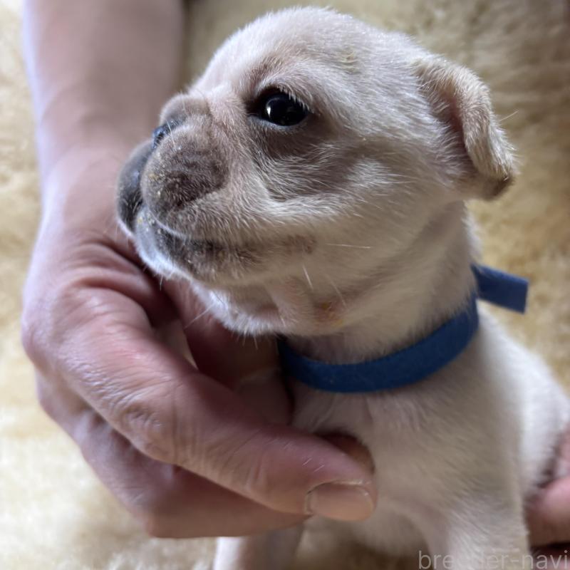 販売中の和歌山県のフレンチブルドッグ-426874の3枚目