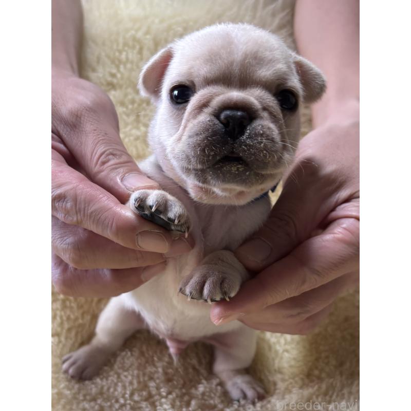 販売中の和歌山県のフレンチブルドッグ-426874の2枚目