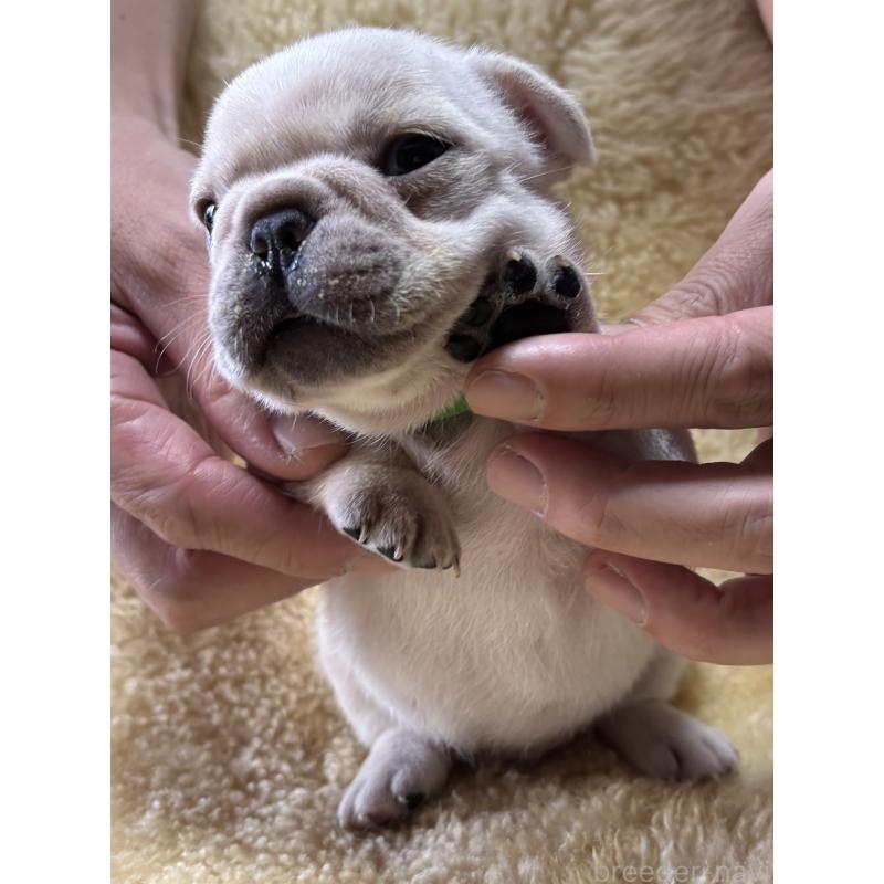 販売中の和歌山県のフレンチブルドッグ-426876の10枚目