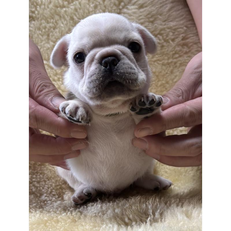 販売中の和歌山県のフレンチブルドッグ-426876の9枚目