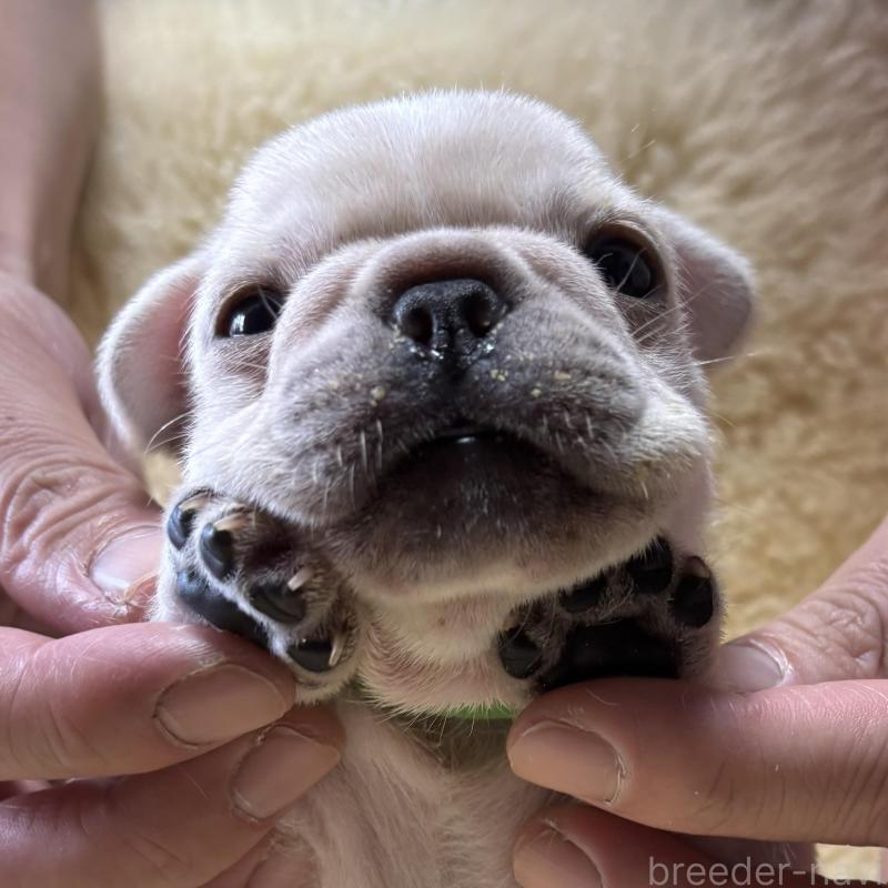 販売中の和歌山県のフレンチブルドッグ-426876の1枚目