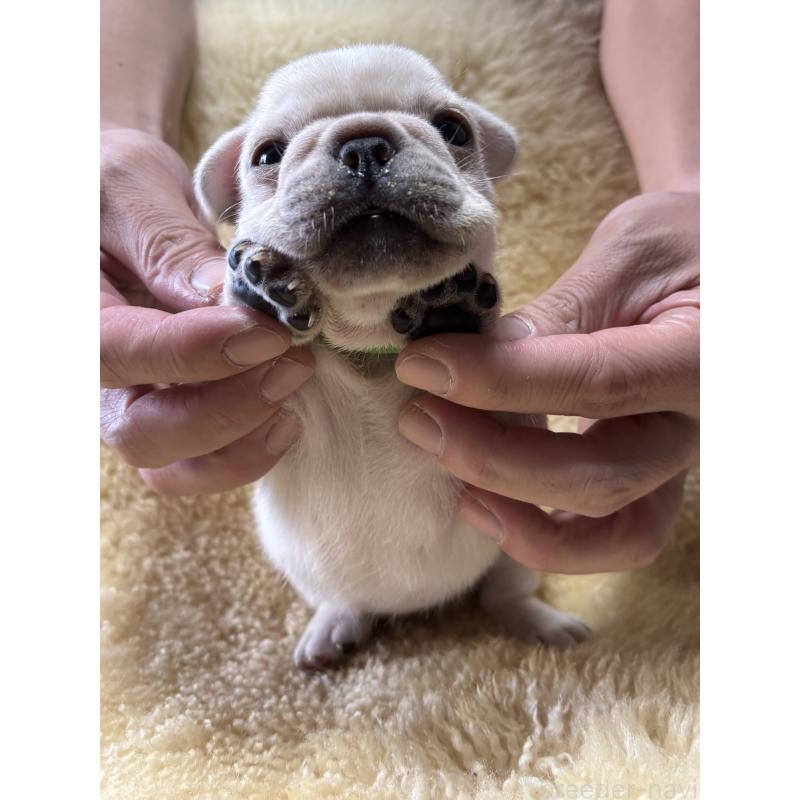 販売中の和歌山県のフレンチブルドッグ-426876の8枚目