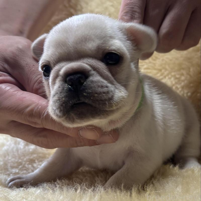 販売中の和歌山県のフレンチブルドッグ-426876の7枚目