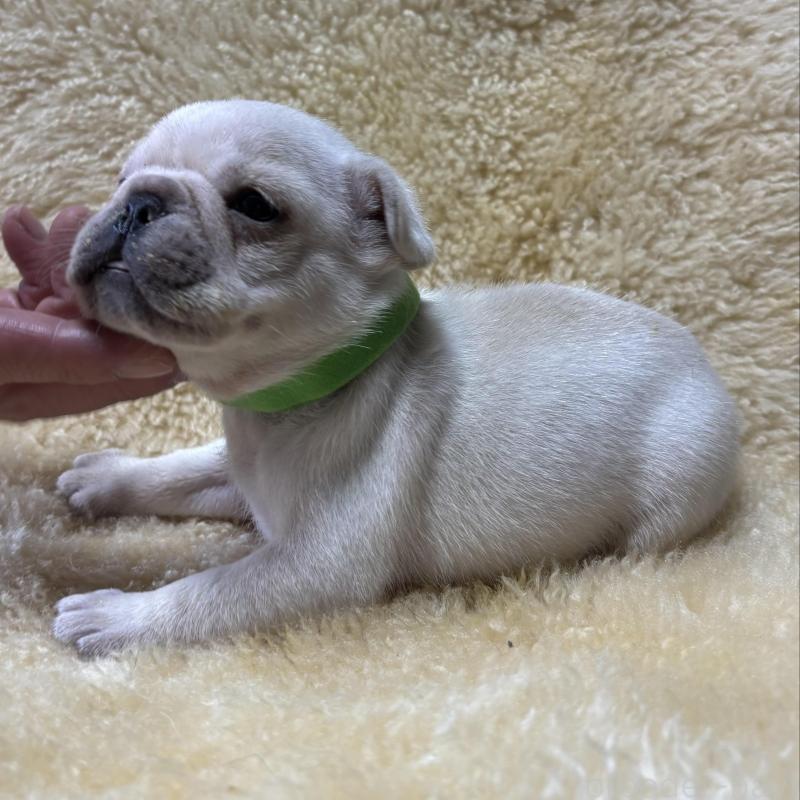 販売中の和歌山県のフレンチブルドッグ-426876の6枚目