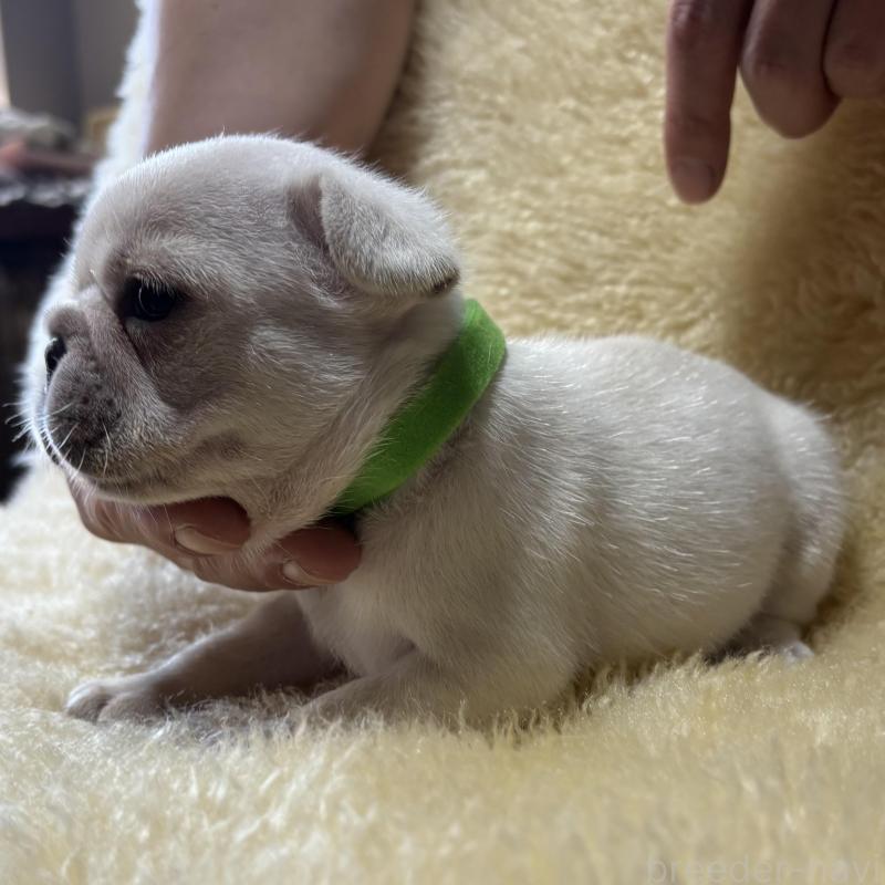 販売中の和歌山県のフレンチブルドッグ-426876の4枚目