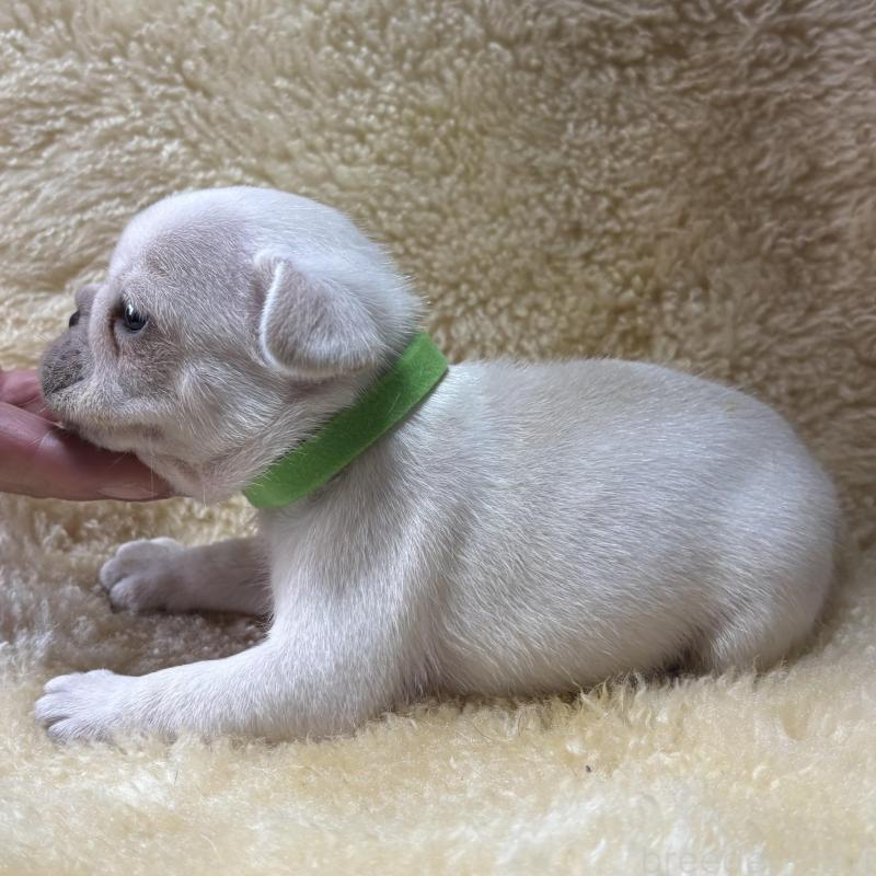 販売中の和歌山県のフレンチブルドッグ-426876の2枚目