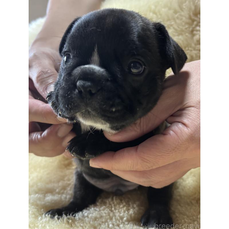 販売中の和歌山県のフレンチブルドッグ-426877の11枚目