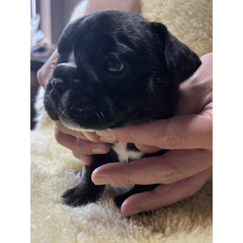 販売中の和歌山県のフレンチブルドッグ-426877の10枚目