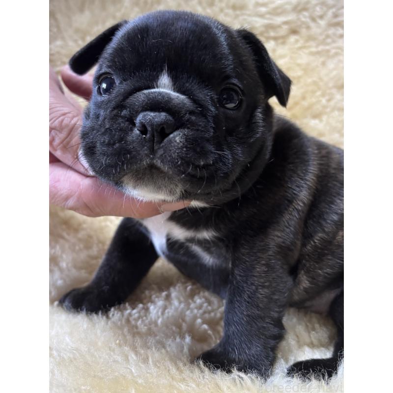 販売中の和歌山県のフレンチブルドッグ-426877の9枚目