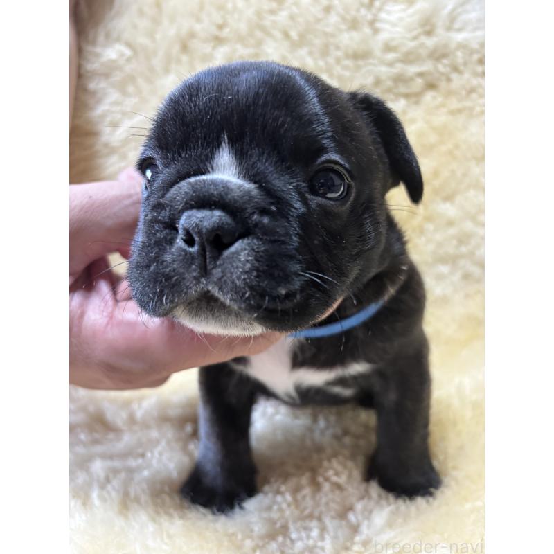 販売中の和歌山県のフレンチブルドッグ-426877の8枚目