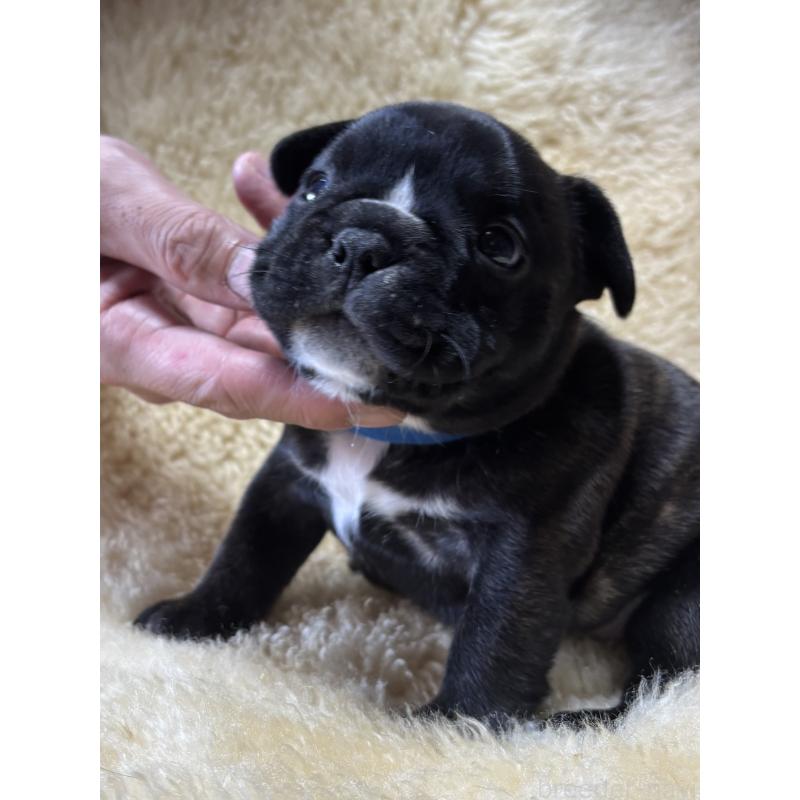 販売中の和歌山県のフレンチブルドッグ-426877の7枚目