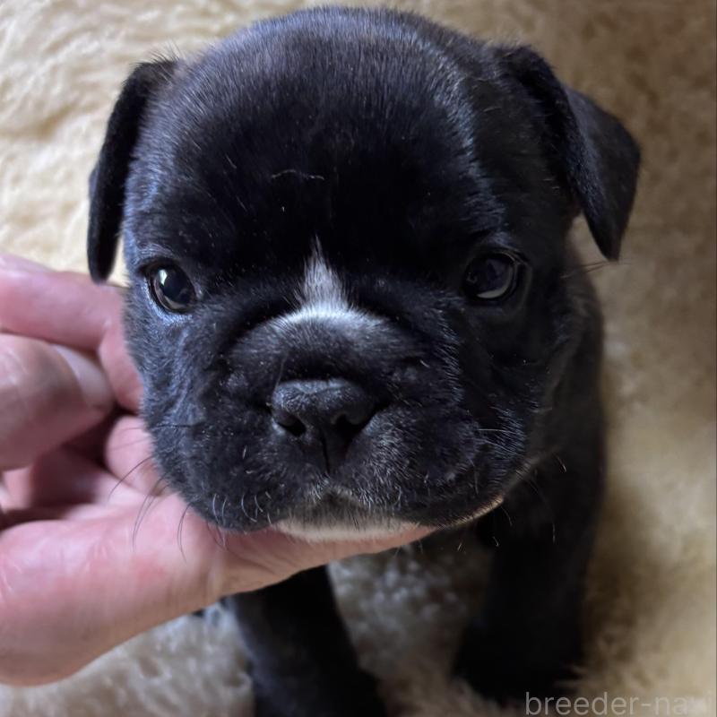 販売中の和歌山県のフレンチブルドッグ-426877の6枚目