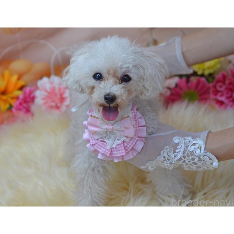 販売中の埼玉県のティーカッププードル-334041の13枚目