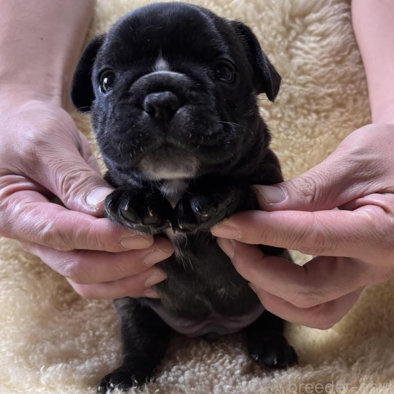 販売中の和歌山県のフレンチブルドッグ-426877の5枚目