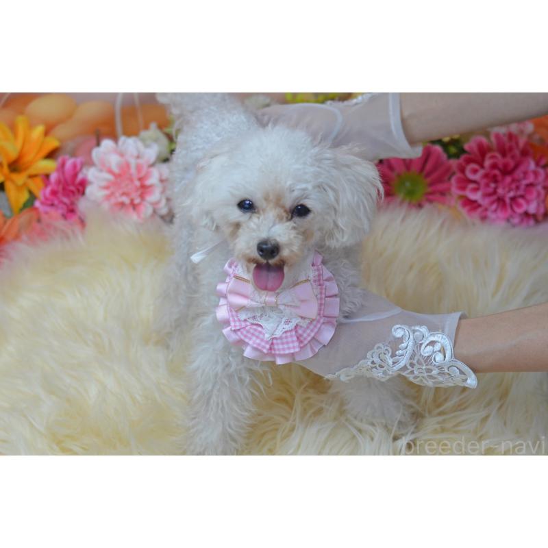 販売中の埼玉県のティーカッププードル-334041の12枚目