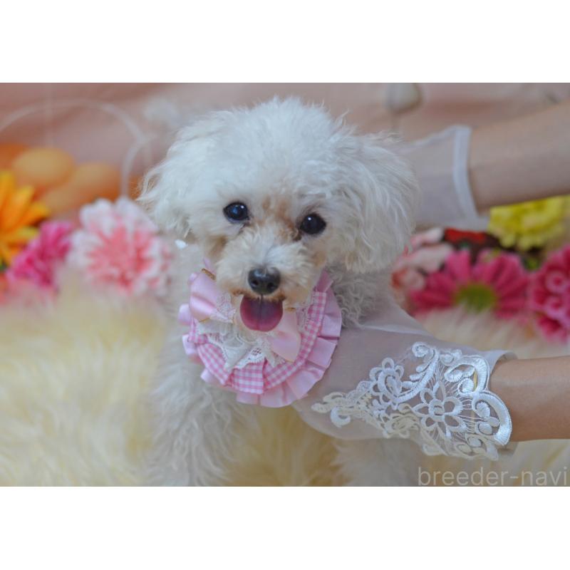 販売中の埼玉県のティーカッププードル-334041の11枚目