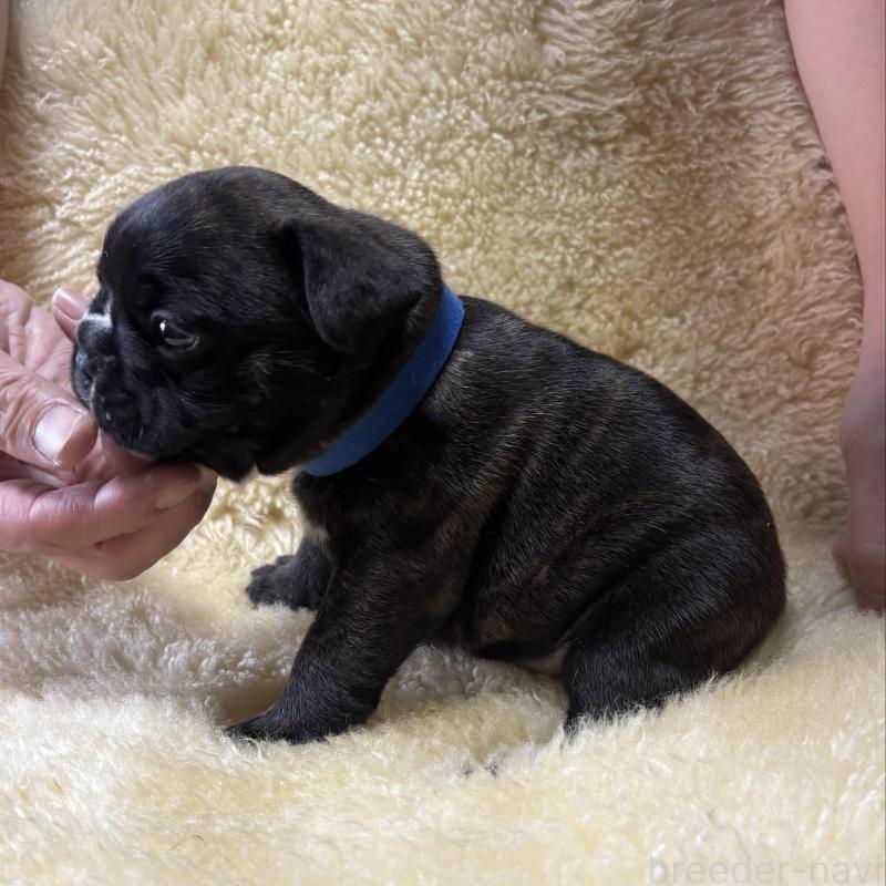 販売中の和歌山県のフレンチブルドッグ-426877の4枚目