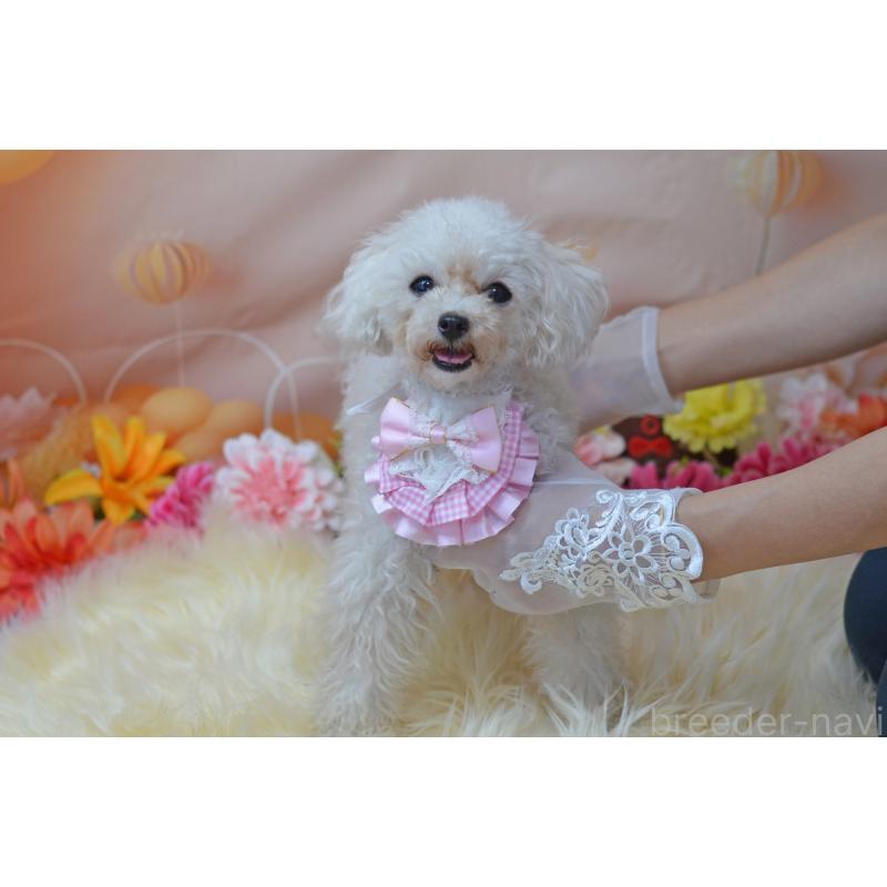 販売中の埼玉県のティーカッププードル-334041の10枚目