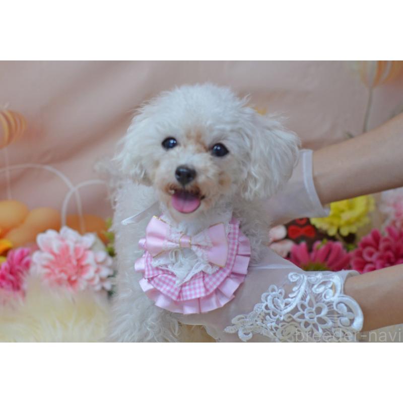 販売中の埼玉県のティーカッププードル-334041の9枚目